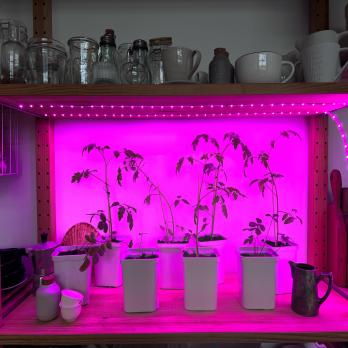 ULS-P76-2835-42LED-m-IP65-2M-SPSB RRP18C00 Комплект светодиодной ленты 2м. Спектр для рассады и цветения. Адаптер 18Вт. Блистер. TM Uniel