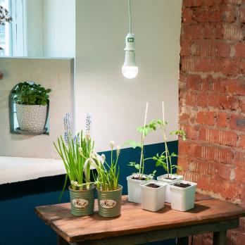 LED-A60-15W-SPFB-E27-CL PLP30WH Лампа светодиодная для растений. Форма A. прозрачная. Спектр для фотосинтеза. Картон. ТМ Uniel LED-A60-15W-SPFB-E27-CL PLP30WH Лампа светодиодная для растений. Форма A. прозрачная. Спектр для фотосинтеза. Картон. ТМ Uniel