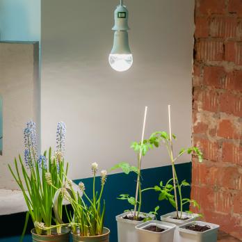 LED-A60-15W-SPFB-E27-CL PLP30WH Лампа светодиодная для растений. Форма A. прозрачная. Спектр для фотосинтеза. Картон. ТМ Uniel
